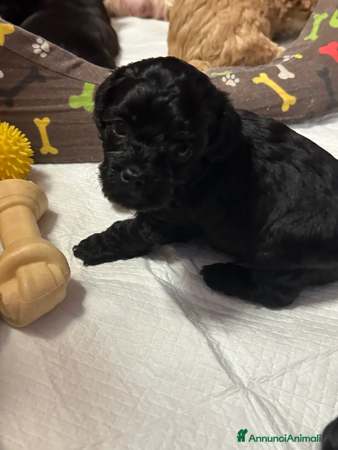 Meticcio cani in vendita: Miticcio tra un shihtzu e barboncino  - Annuncio 2