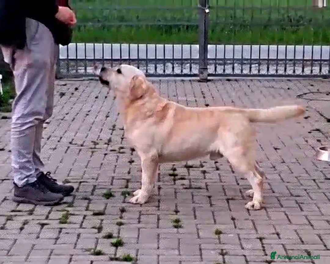 Labrador cani per accoppiamento: Stalloni di Labrador disponibili per monte a Provincia di Vicenza - Annuncio 4