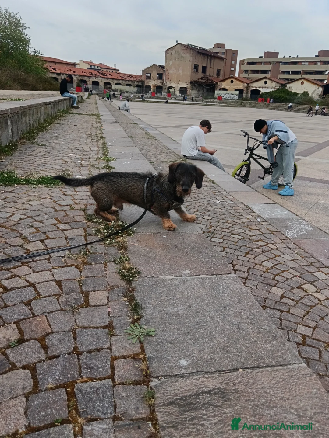 Bassotto cani per accoppiamento: Bassotto tedesco a Provincia di Livorno - Annuncio 2