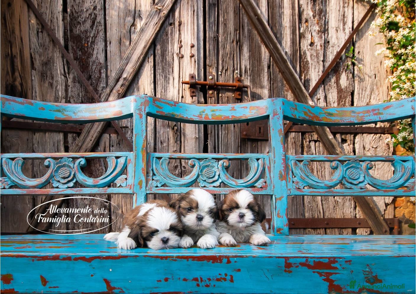 Shih Tzu cani SHIHTZU CUCCIOLI STUPENDI <3 a Provincia di Padova - Annuncio 2