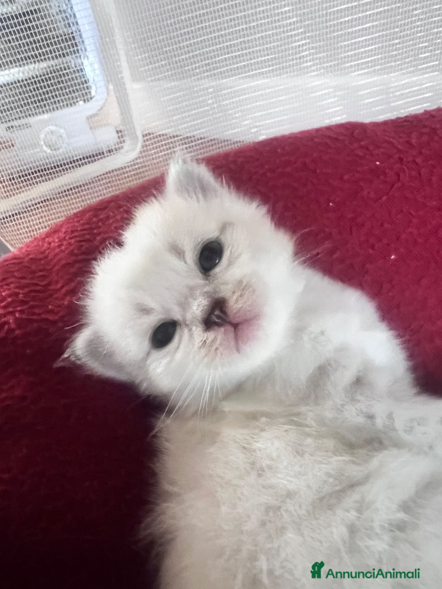 Siberiano gatti Si prenotano cuccioli di siberiano con pedigree - Annuncio 1