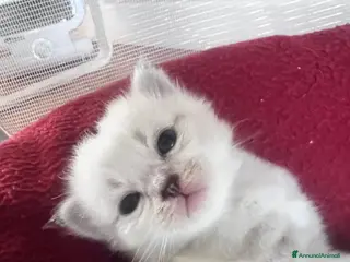 Siberiano gatti Si prenotano cuccioli di siberiano con pedigree - Annuncio 1