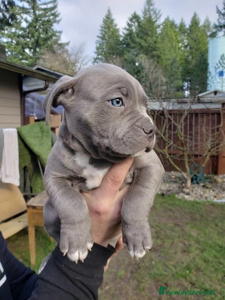 Pitbull cani American Pitbull Terrier - Annuncio 2