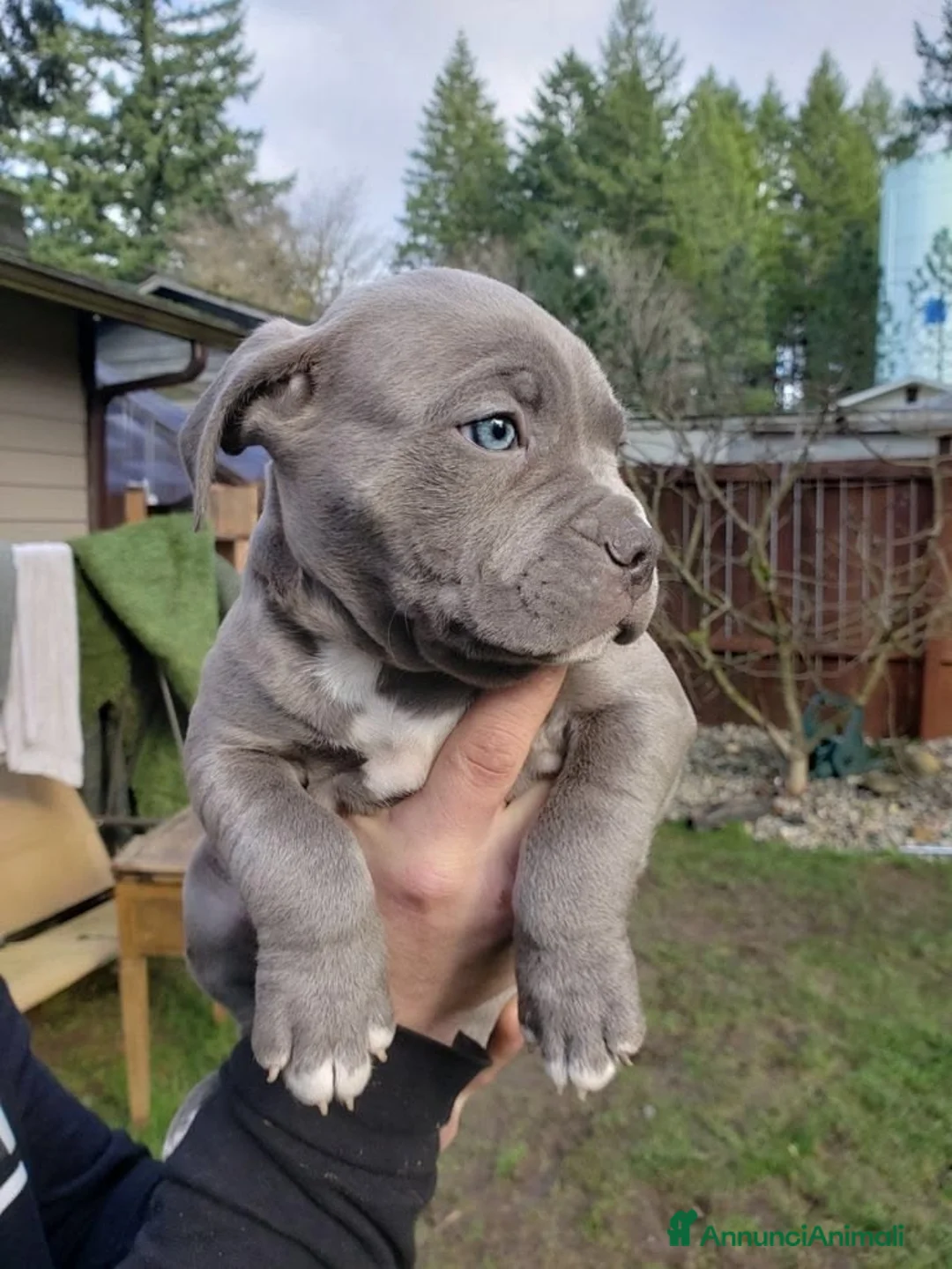 Pitbull cani in regalo: American Pitbull Terrier - Annuncio 1