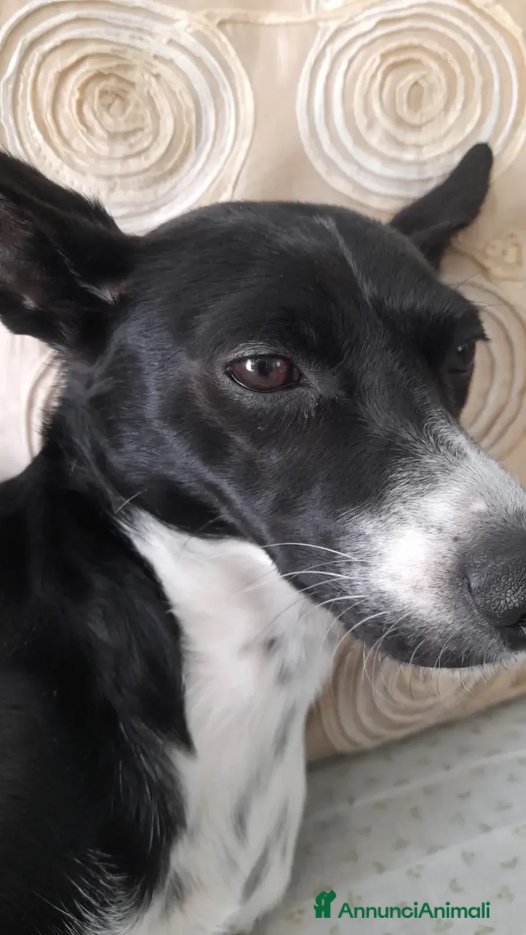 Meticcio cani in regalo: Regalo - Annuncio 5