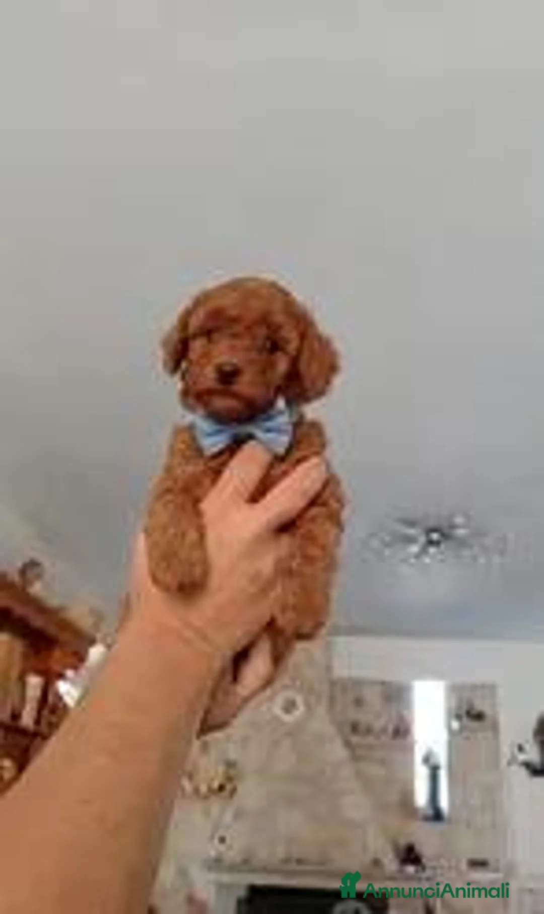 Barboncino Toy cani in vendita: Barboncino toy - Annuncio 2
