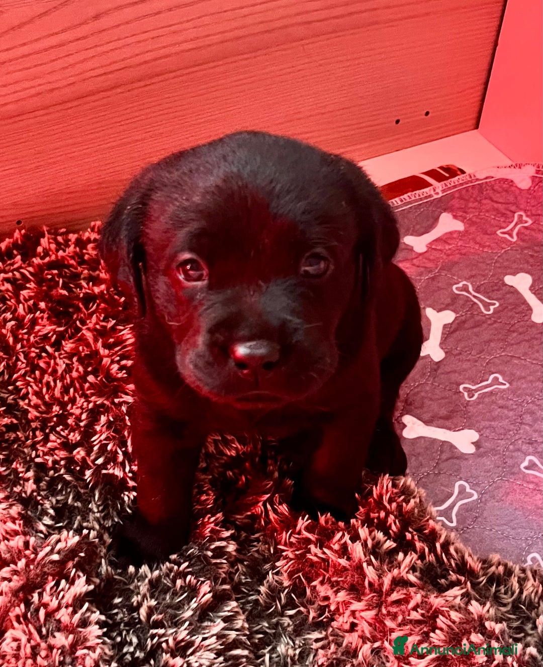 Labrador cani in vendita: Cucciolo Labrador  - Annuncio 1