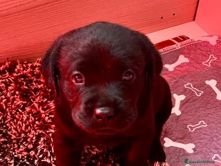 Labrador cani Cucciolo Labrador - Annuncio 26