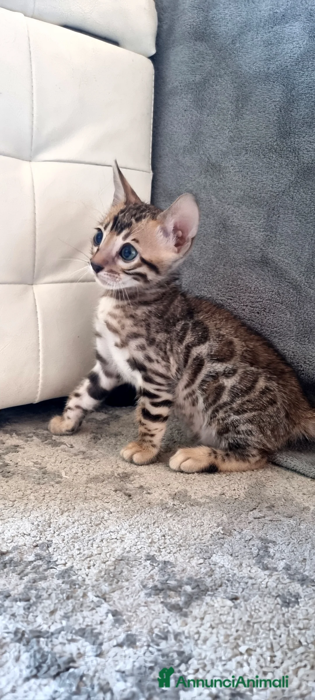 Bengala gatti in vendita: Cucciolo Bengala con Pedigree  - Annuncio 1