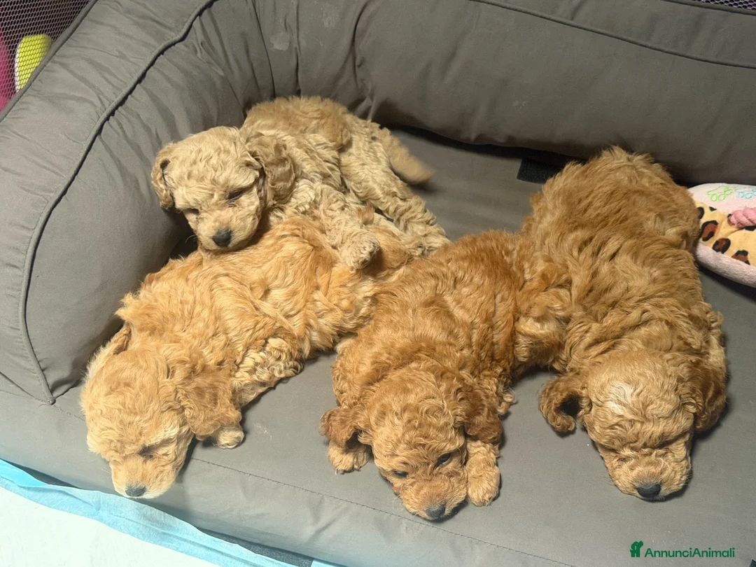 Barboncino cani in vendita: Barboncino maschio - Annuncio 1