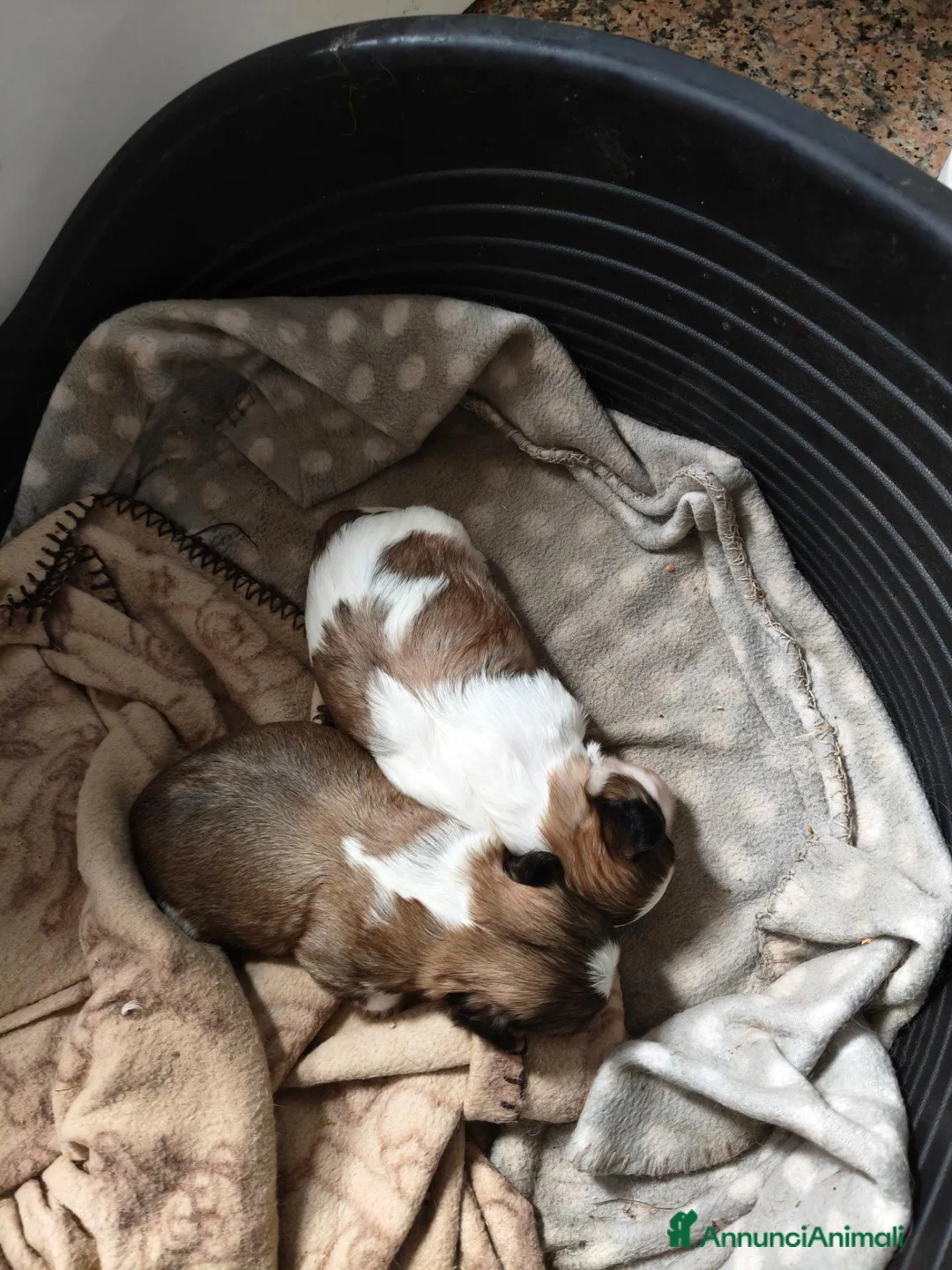 Shih Tzu cani in vendita: Shih tzu  - Annuncio 5