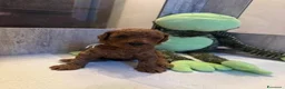 Barboncino Toy cani in vendita: Cuccioli di Barboncino Toy di Razza Pura - Annuncio 10