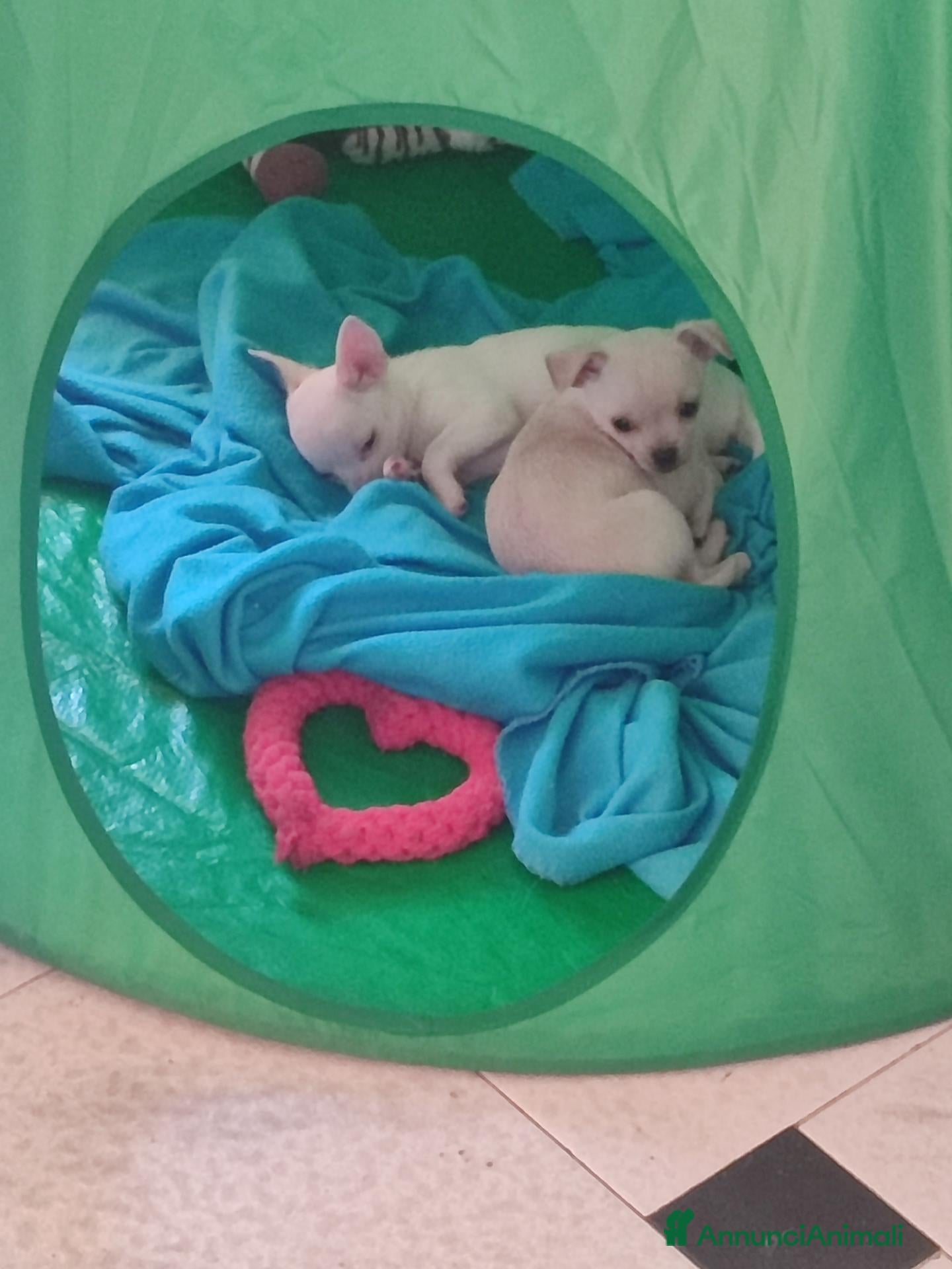 Chihuahua cani in vendita: 2 chihuahua maschi beige e bianco - Annuncio 18