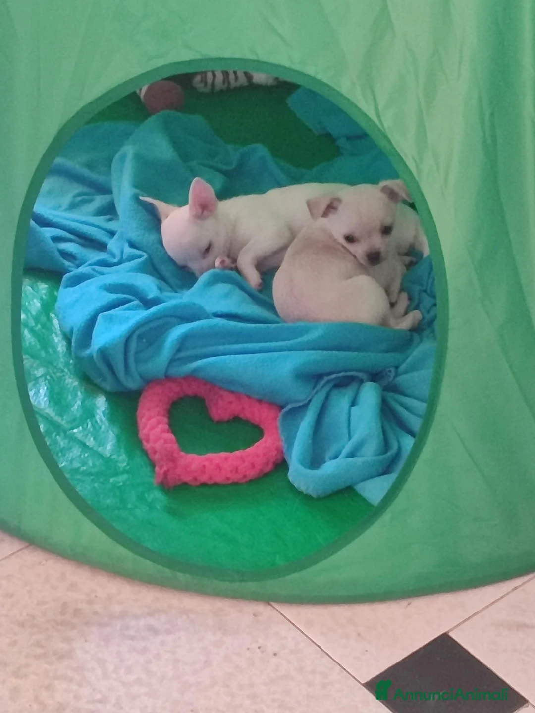 Chihuahua cani in vendita: 2 chihuahua maschi beige e bianco - Annuncio 1