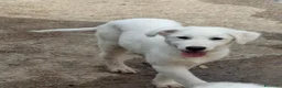 Meticcio cani in regalo: PROVOLA 🩷 È ANCORA LI', E ASPETTA... a Provincia di Macerata - Annuncio 5
