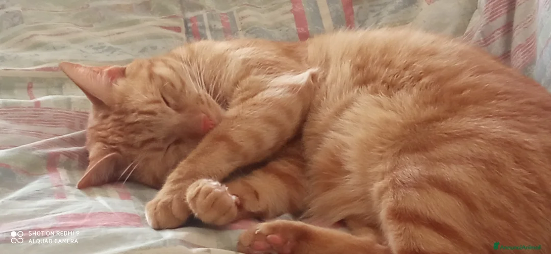 Europeo gatti in regalo: Splendido gatto rosso di 4 anni - Annuncio 4