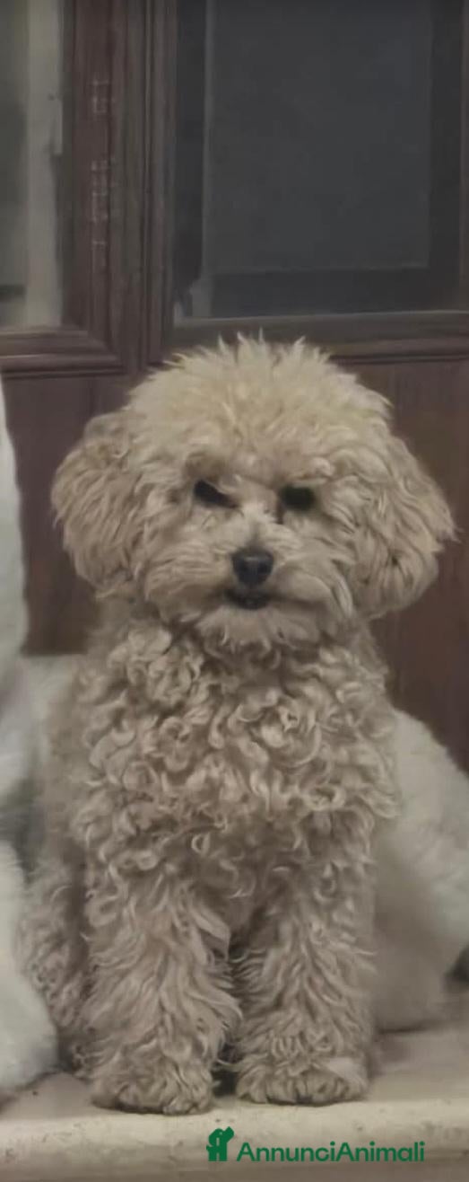 Barboncino Toy cani TOTO' - Annuncio 14