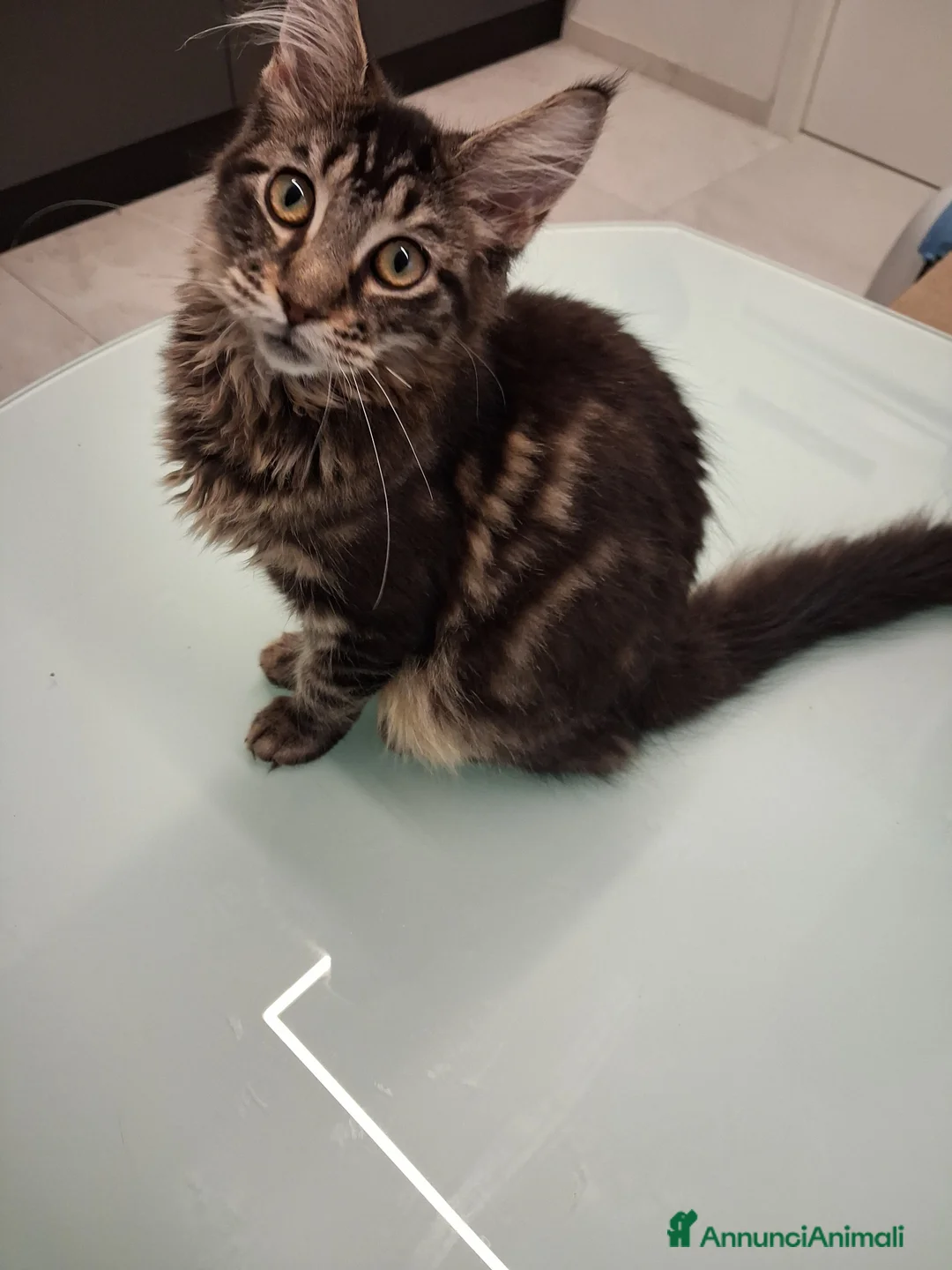 Maine Coon gatti in vendita: Maine Coon con pedigree  - Annuncio 13