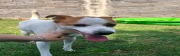 Meticcio cani in regalo: DEVID, simpatico simil Jack russel - Annuncio 8