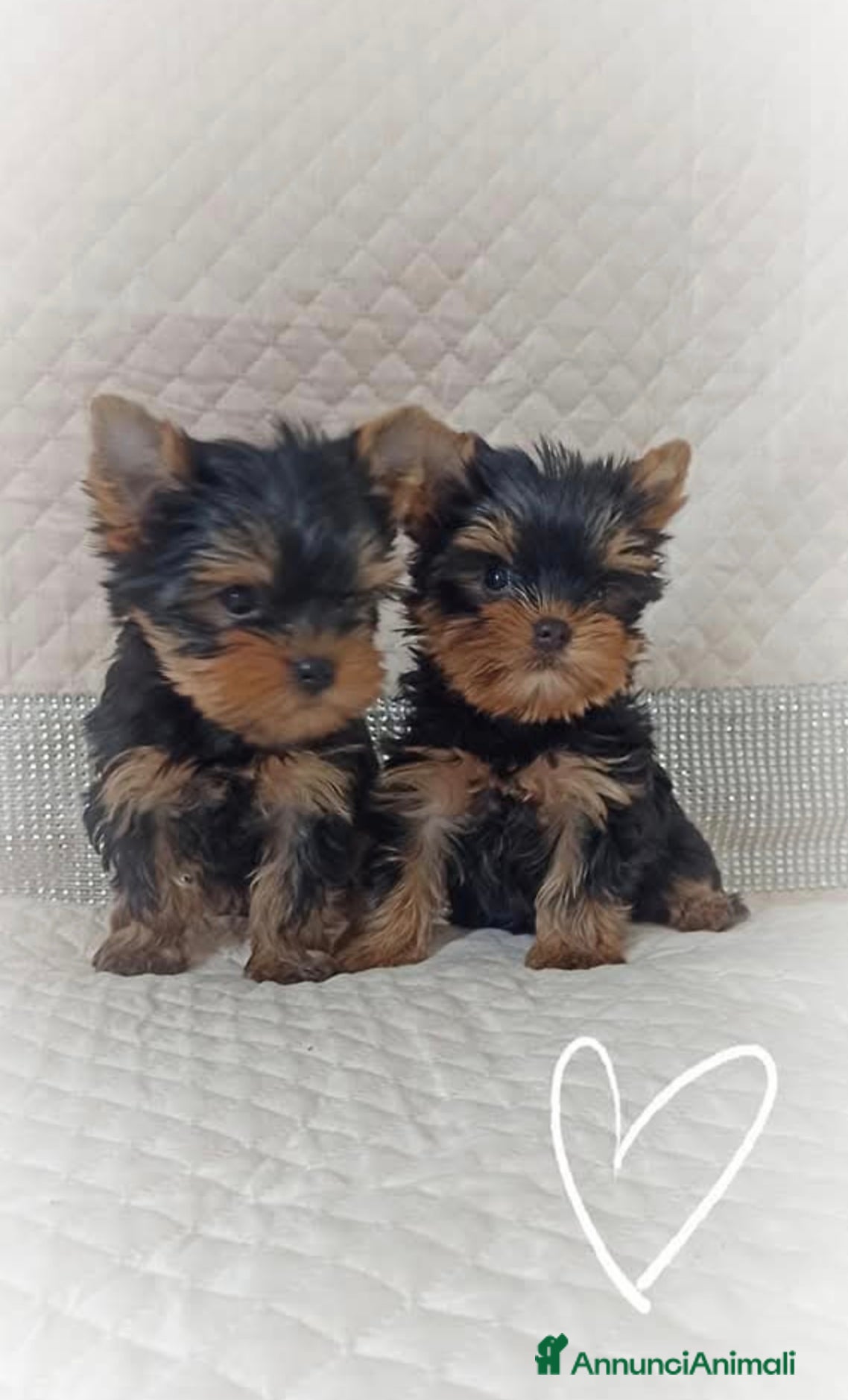 Yorkshire cani Yorkshire terrier toy  - Annuncio 1