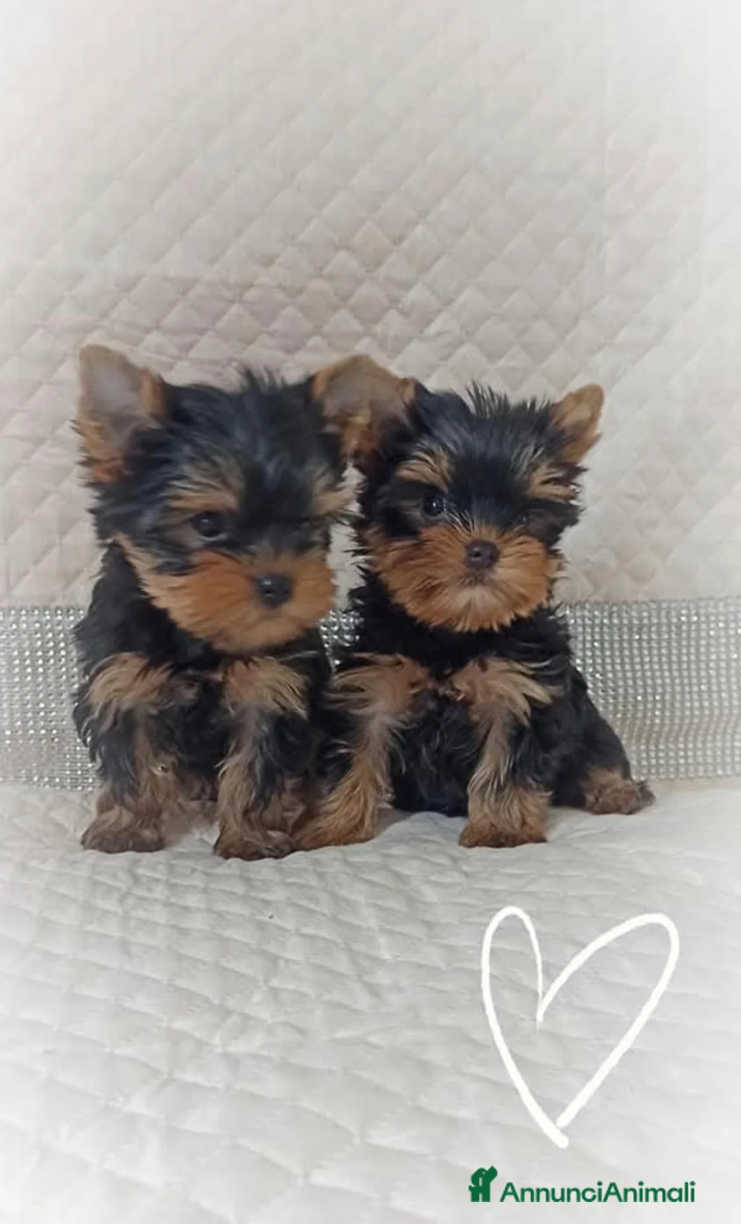 Yorkshire cani in vendita: Yorkshire terrier toy  a Provincia di Pescara - Annuncio 1
