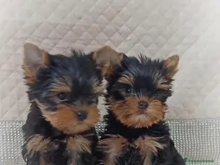 Yorkshire cani Yorkshire terrier toy - Annuncio 1