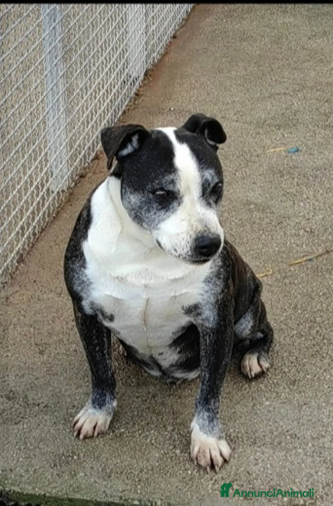 Meticcio cani in regalo: Simil Amstaff 10anni sfortunato SOS CASA CASERTA a Città metropolitana di Milano - Annuncio 2