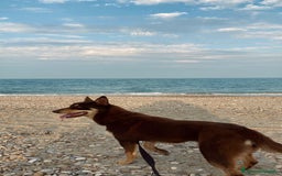 Australian Kelpie cani in vendita: Cuccioli di Australian Kelpie a Provincia di Teramo - Immagine 6