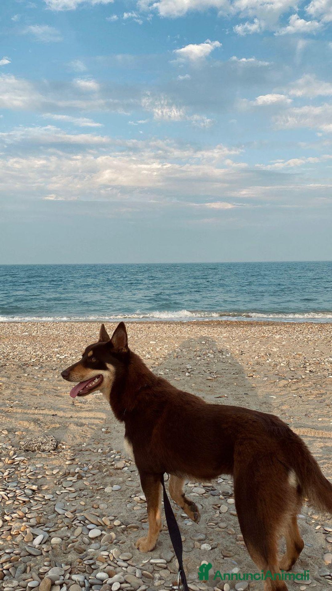 Australian Kelpie cani in vendita: Cuccioli di Australian Kelpie a Provincia di Teramo - Immagine 6