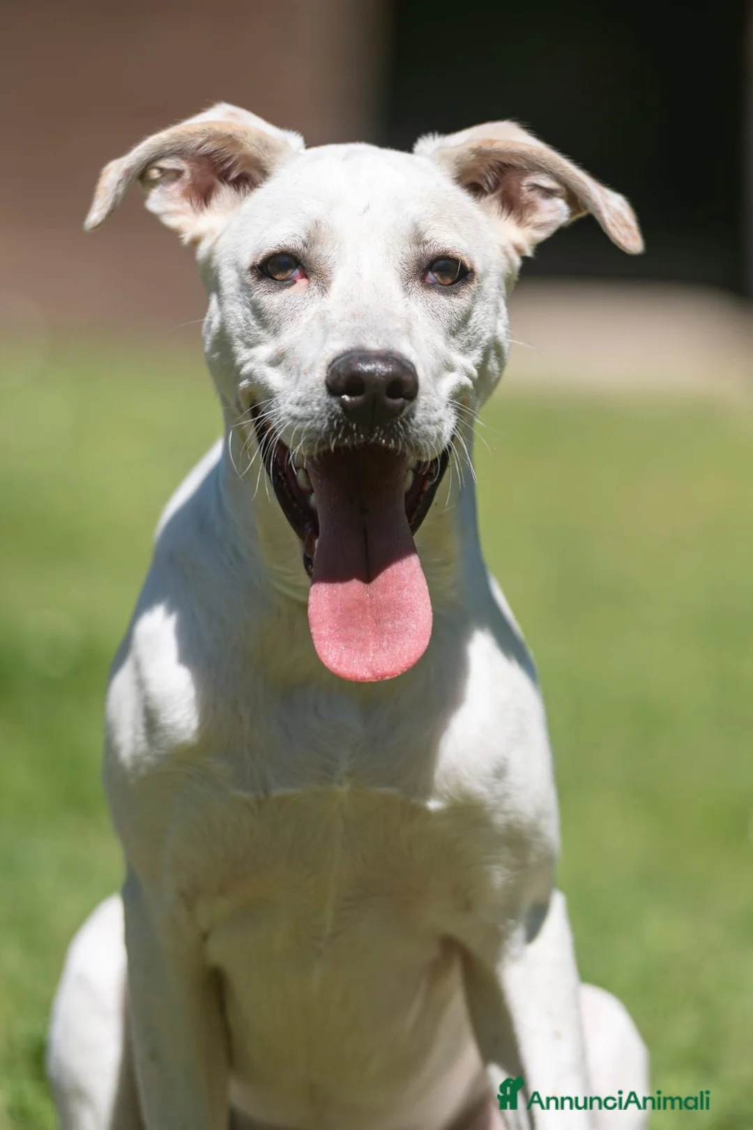Meticcio cani in regalo: APOLLO PENSAVA FOSSE AMORE...IN ADOZIONE - Annuncio 1