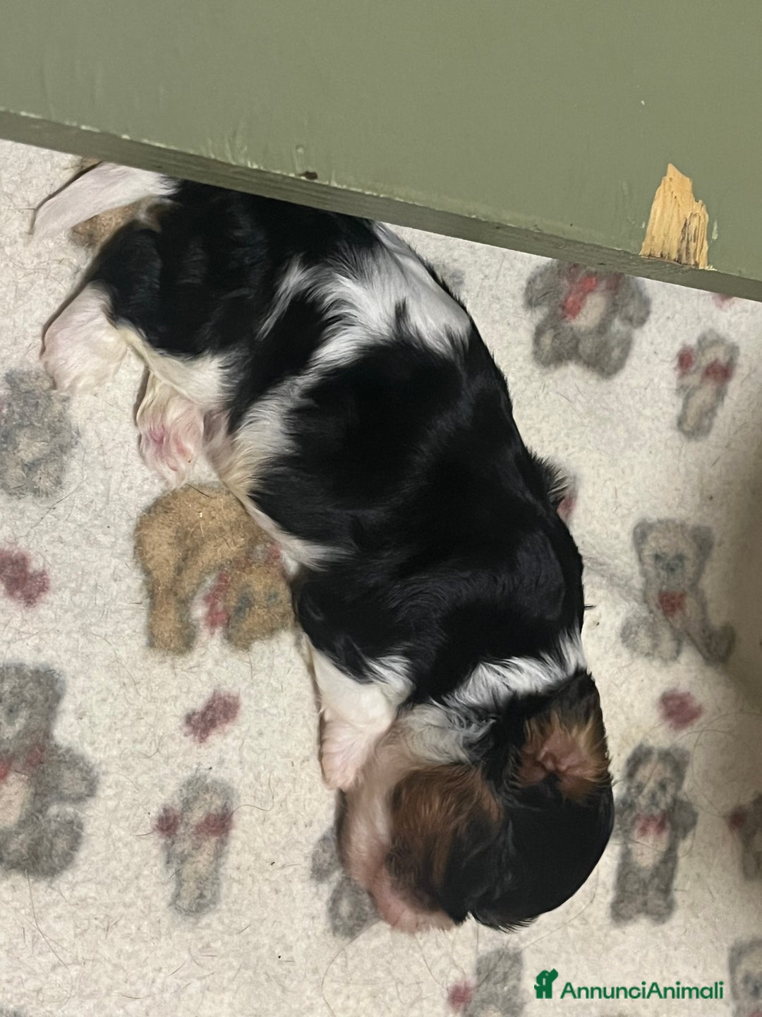 Cavalier King cani in vendita: Ultimo Cucciolo maschio tricolor - Annuncio 2