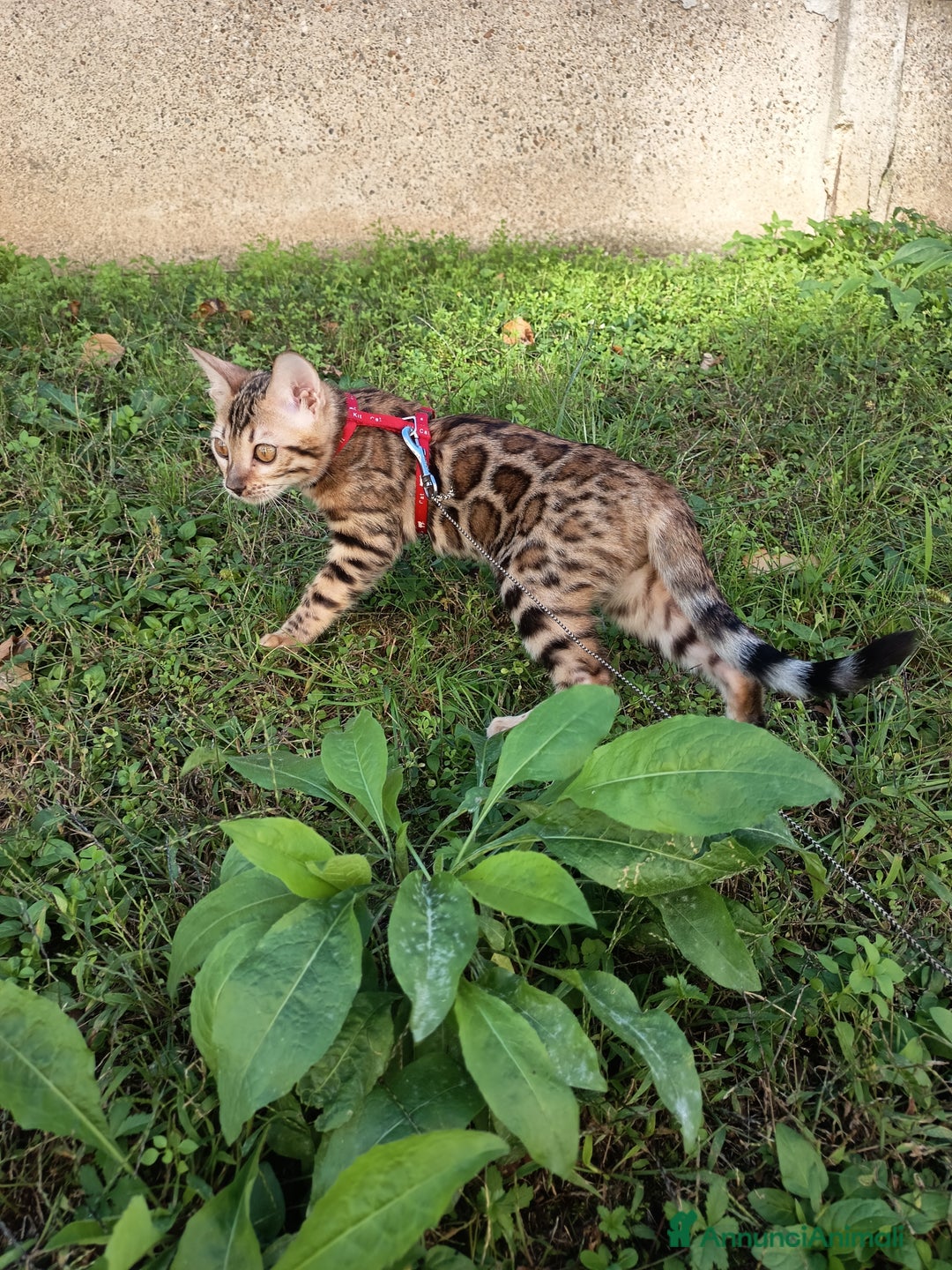 Bengala gatti in vendita: Meravigliosa bengalina  - Annuncio 3