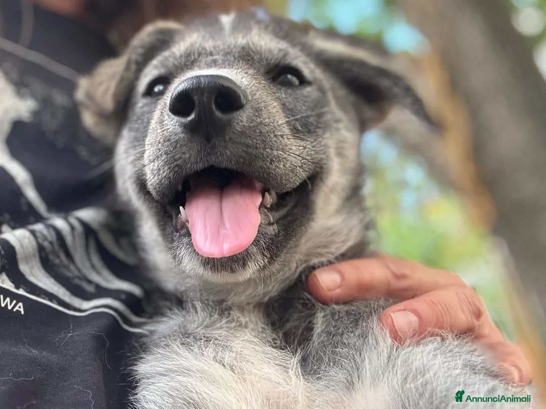 Meticcio cani in regalo: Oliver cucciolo socievole taglia media contenuta a Città metropolitana di Milano - Annuncio 2