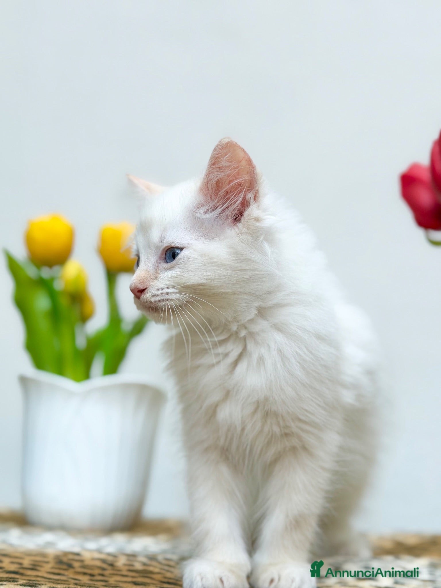 Ragdoll gatti cucciolo ragdoll disponibili genitori con pedigree - Annuncio 7