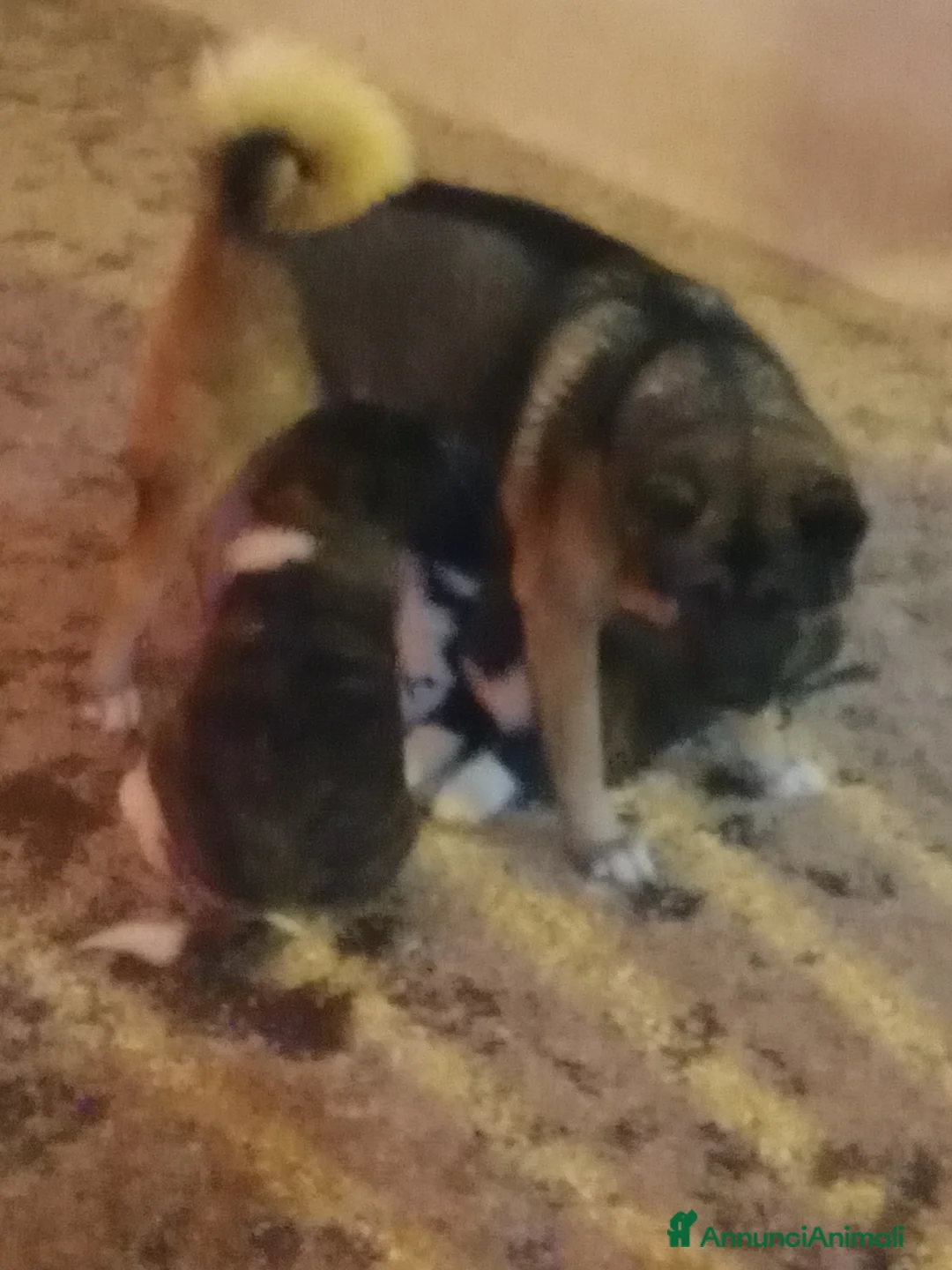 Akita Americano cani in vendita: AKITA AMERICANO  - Annuncio 2