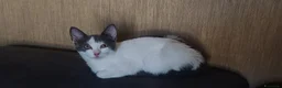 Europeo gatti in regalo: Gattine in cerca di adozione a Bologna  - Annuncio 1