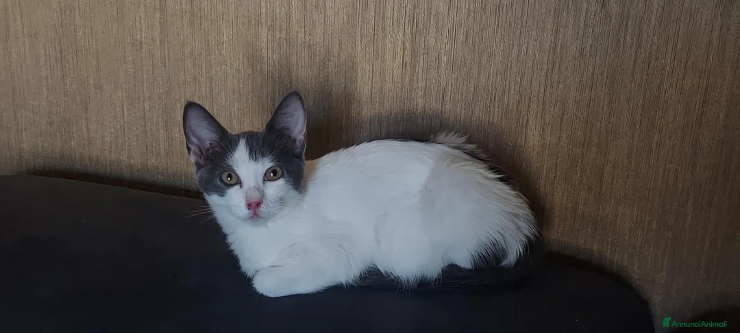 Europeo gatti in regalo: Gattine in cerca di adozione a Bologna  - Annuncio 1