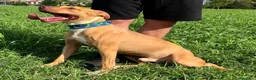 Pitbull cani in regalo: CLYDE CERCA CASA - Annuncio 4