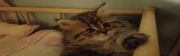 Persiano gatti in vendita: Persiana Golden tabby doll face  - Annuncio 3