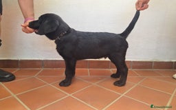 Labrador cani in vendita: Labrador  a Città metropolitana di Roma Capitale - Immagine 14