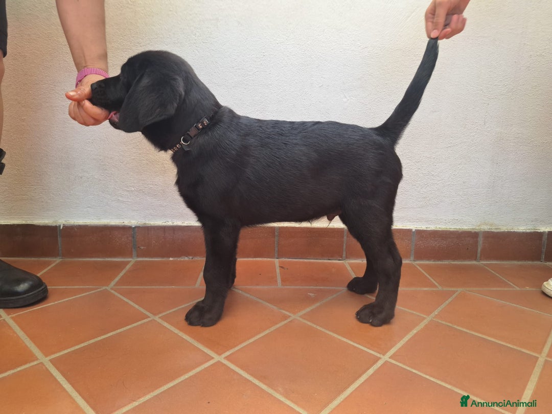 Labrador cani in vendita: Labrador  a Città metropolitana di Roma Capitale - Immagine 14