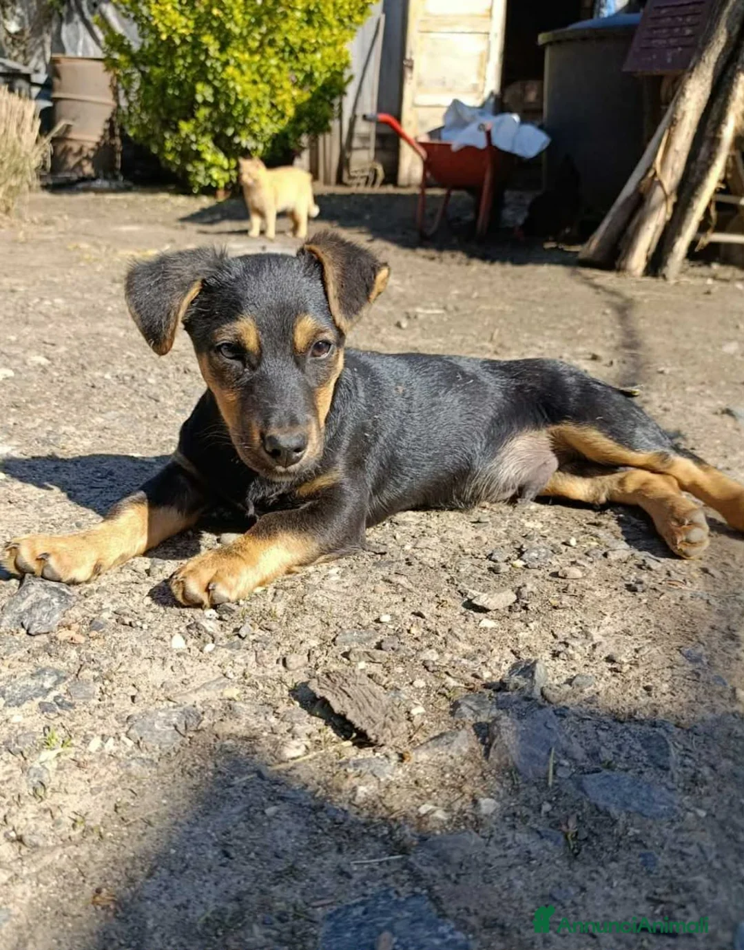 Bassotto cani in regalo: LEO, cucciolo mix BASSOTTO! Adorabile - Annuncio 1