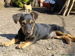 Bassotto cani LEO, cucciolo mix BASSOTTO! Adorabile - Annuncio 1