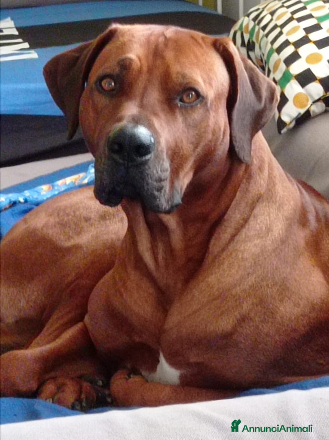 Rhodesian Ridgeback cani in vendita: Cuccioli di Rhodesian Ridgeback disponibili - Annuncio 6