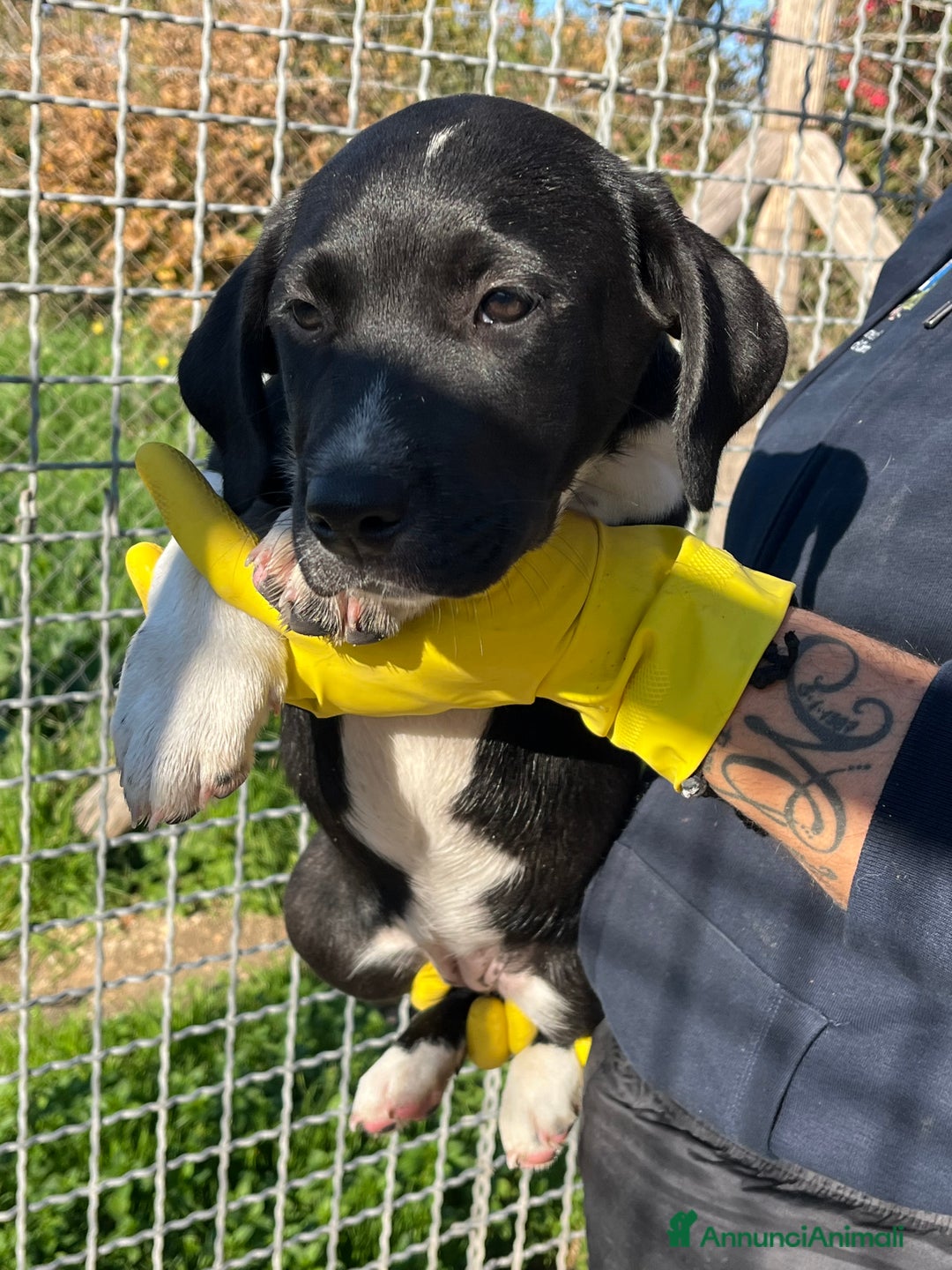 Meticcio cani in regalo: Cucciole sorelle in canile  - Annuncio 3