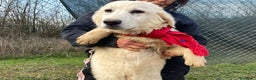 Meticcio cani in regalo: IL TENERISSIMO LUCKYY a Provincia di Prato - Annuncio 1