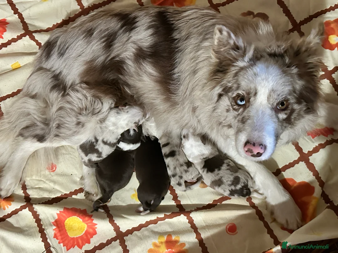 Border Collie cani in vendita: Cuccioli border collie - Annuncio 11