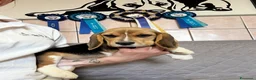 Beagle cani in vendita: Beagle  a Provincia di Latina - Annuncio 6