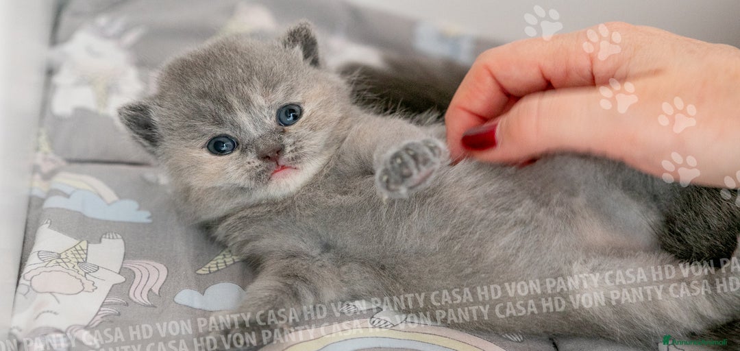 Immagine della galleria {{count}}