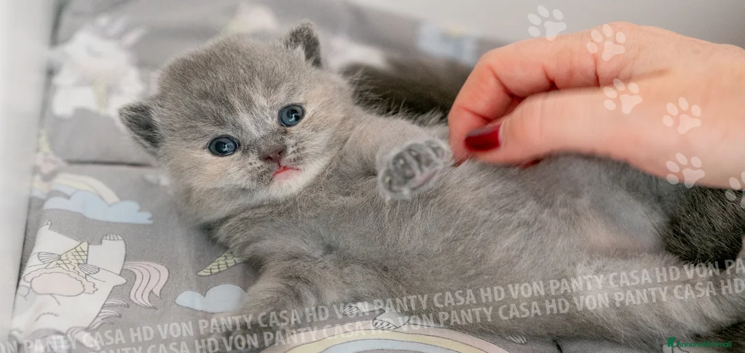 Immagine della galleria {{count}}